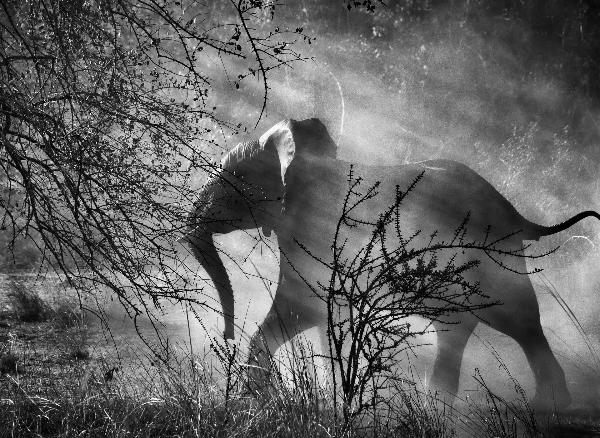 Kafue National Park, Zambia, Genesis, 2010 ©Sebastião Salgado